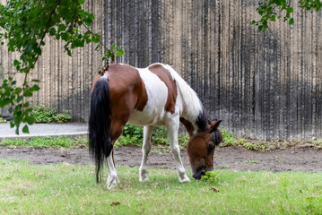 草を食べるポニー