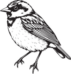 Bird Sparrow. Hand drawn vector illustration