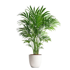Palm plant in white pot