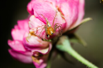 spider on flower