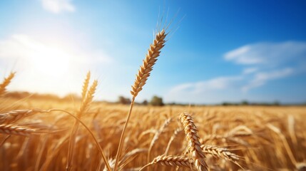 Fototapeta premium Golden wheat stalks sway gently in the breeze under a bright blue sky, capturing the essence of a sunny day in a vast agricultural field, showcasing nature's beauty