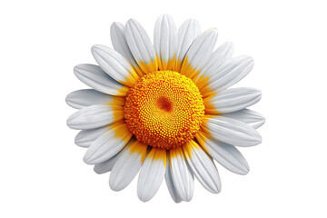 White Daisy Flower with Yellow and Orange Center on Transparent Background