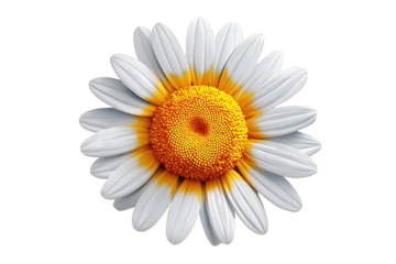 White Daisy Flower with Yellow and Orange Center on Transparent Background
