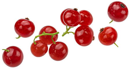 Red currant isolated on white background