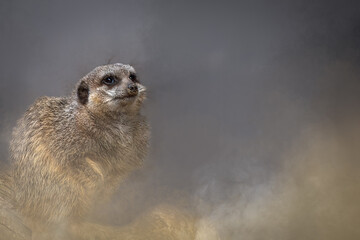 A Close-up Portrait of an Alert Meerkat in a Dusty Haze