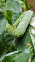 Macro Photo of Green Caterpillar Eating Leaf with Natural Details