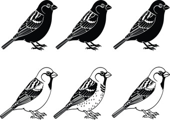 Bird illustration, silhouette and outline, black and white drawing, feather detail, avian sketch, wildlife art, vintage bird design, comparison