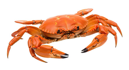 Isolated crab, fresh cooked seafood animal, crustacean delicacy for healthy nutrition