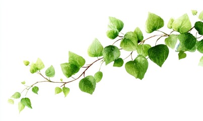 Obraz premium Delicate, watercolor-style vine with vibrant green leaves