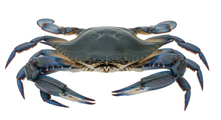 Isolated Blue Crab, a cooked crustacean known for its tender meat, culinary specialty dish