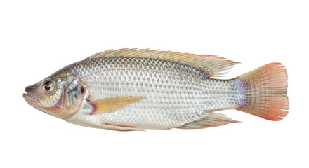 Isolated adult tilapia fish with silver scales, red fin, and clear eye for aquaculture use
