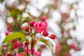 Fototapeta premium Fresh pink flowers of a blossoming apple tree with blured background