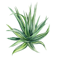 Aloe vera succulent watercolor illustration with fresh green spiky leaves tropical desert botanical plant art isolated on white