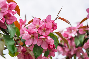 Fresh pink flowers of a blossoming apple tree with blured background