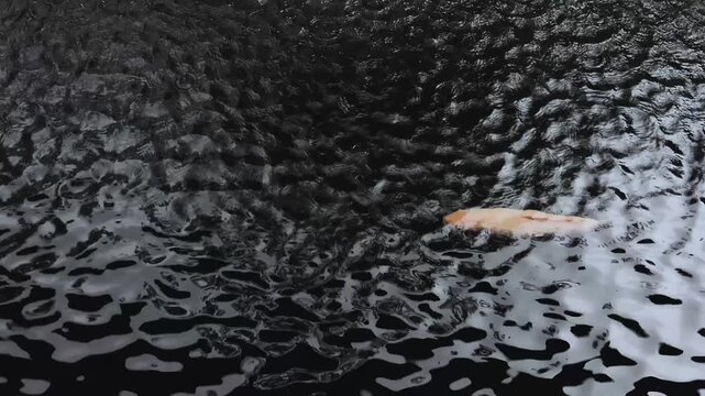 a Koi fish is swimming in the pond with water drops created ripples. 4K footage high quality.