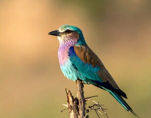 Lilac-breasted Roller perched on a branch