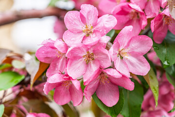 Obraz premium Fresh pink flowers of a blossoming apple tree with blured background