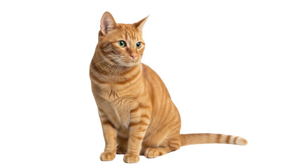 Isolated ginger tabby cat with green eyes in studio, feline pet looking left, orange fur