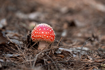 Mushroom fly agaric or amanita muscaria in an autumn forest among fallen leaves closeup   
