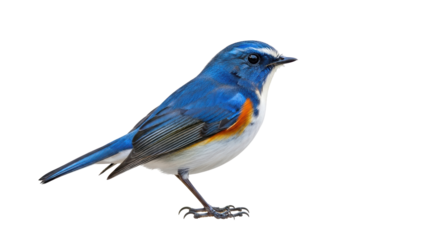 Isolated American Redstart bird with bright blue plumage and orange patch standing up