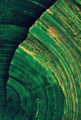 A vibrant, circular design featuring concentric lines of deep green and hints of gold, showcasing a textured pattern.