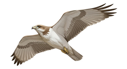 Isolated bird of prey soars, a detailed illustration of a bird with broad wings in flight
