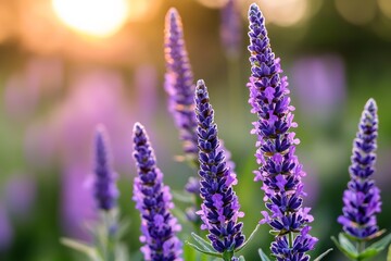 Obraz premium Sunlit purple lavender flowers in bloom at golden hour
