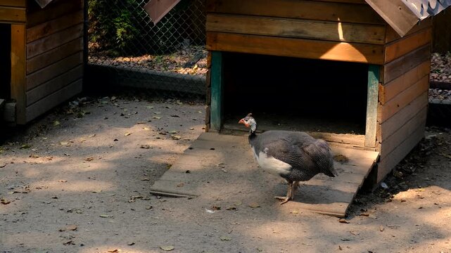 Guinea fowl on a farm in summer. Selective focus.