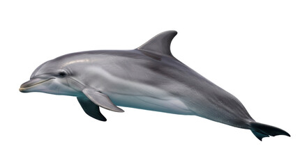 Isolated Dolphin swimming, marine mammal in motion, aquatic predator on neutral backdrop