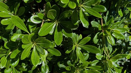 Exploring the Beauty of Foliage Patterns in Urban Spaces That Embrace Natural Elements and Biophilic Design for Sustainable Living