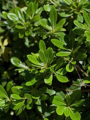 Exploring Biophilic Design Principles Through Green Textures and Sustainable Materials in Urban Living Spaces