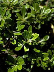 Exploring Biophilic Design With Lush Green Textures in Urban Environments Through Nature-Inspired Interiors and Sustainable Architecture Concepts