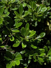 Incorporating Biophilic Design Elements With Rich Green Foliage in Urban Environments for a Sustainable Living Experience