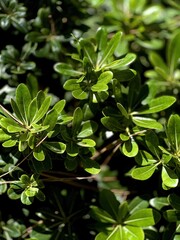 Exploring the Beauty of Lush Green Foliage in Urban Environments Through Biophilic Design Principles and Sustainable Architecture