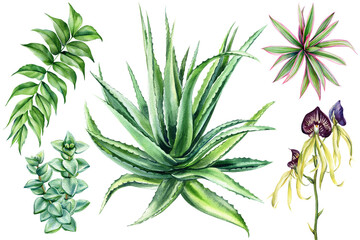 Botanical watercolor set with aloe vera succulent orchid dracaena tropical foliage floral illustration for cosmetic wellness 