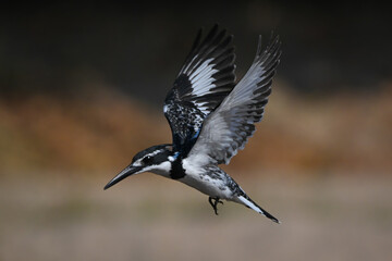 Pied kingfisher with catchlight flies lifting wings