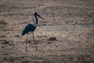 Saddle-billed stork walks across sandy riverbank backlit