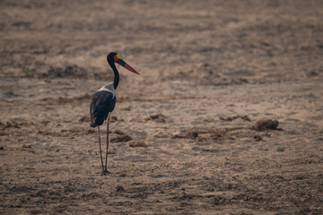 Saddle-billed stork stands backlit on sandy riverbank