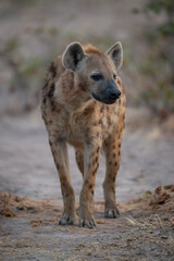 Spotted hyena stands looking askance at camera