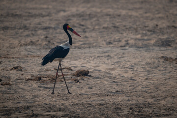 Saddle-billed stork walks backlit across sandy riverbank