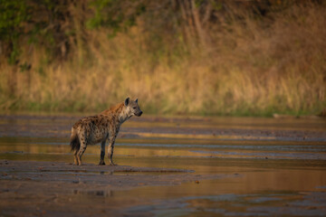 Spotted hyena stands on mudflat turning head