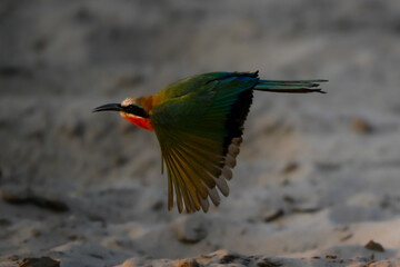 White-fronted bee-eater drops wings flying over sand