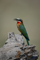 White-fronted bee-eater in profile on dead stump
