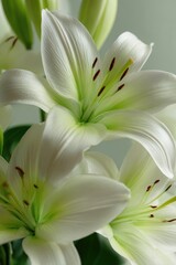 Close-up of delicate white lilies with subtle green accents, showcasing intricate details and a serene aesthetic.