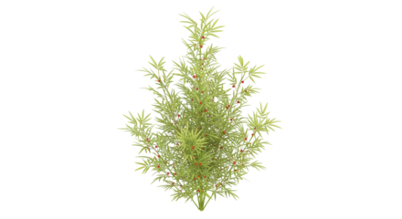 Isolated bamboo-like shrub with red berries, ornamental plant, home gardening, natural element