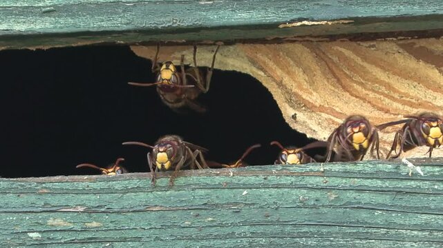 hornet , calabrone, Vespa crabro