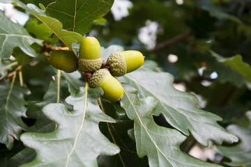 acorns on oak branch