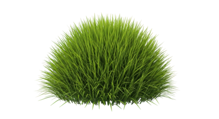 Isolated Lush Grass Tuft, Fresh Meadow Lawn, Natural Green Plants, Close-Up Spring Turf