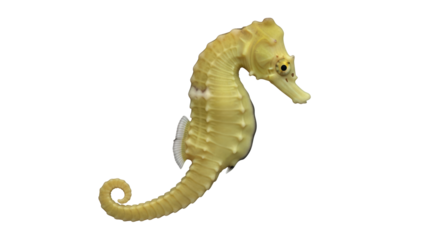 Isolated seahorse swimming gracefully with delicate features for marine life stock