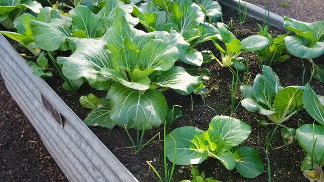 Raised garden bed with fresh green bok choy or Chinese cabbage (Brassica rapa subsp. chinensis) plants growing in healthy soil. Concept of home gardening, food production, and organic vegetables